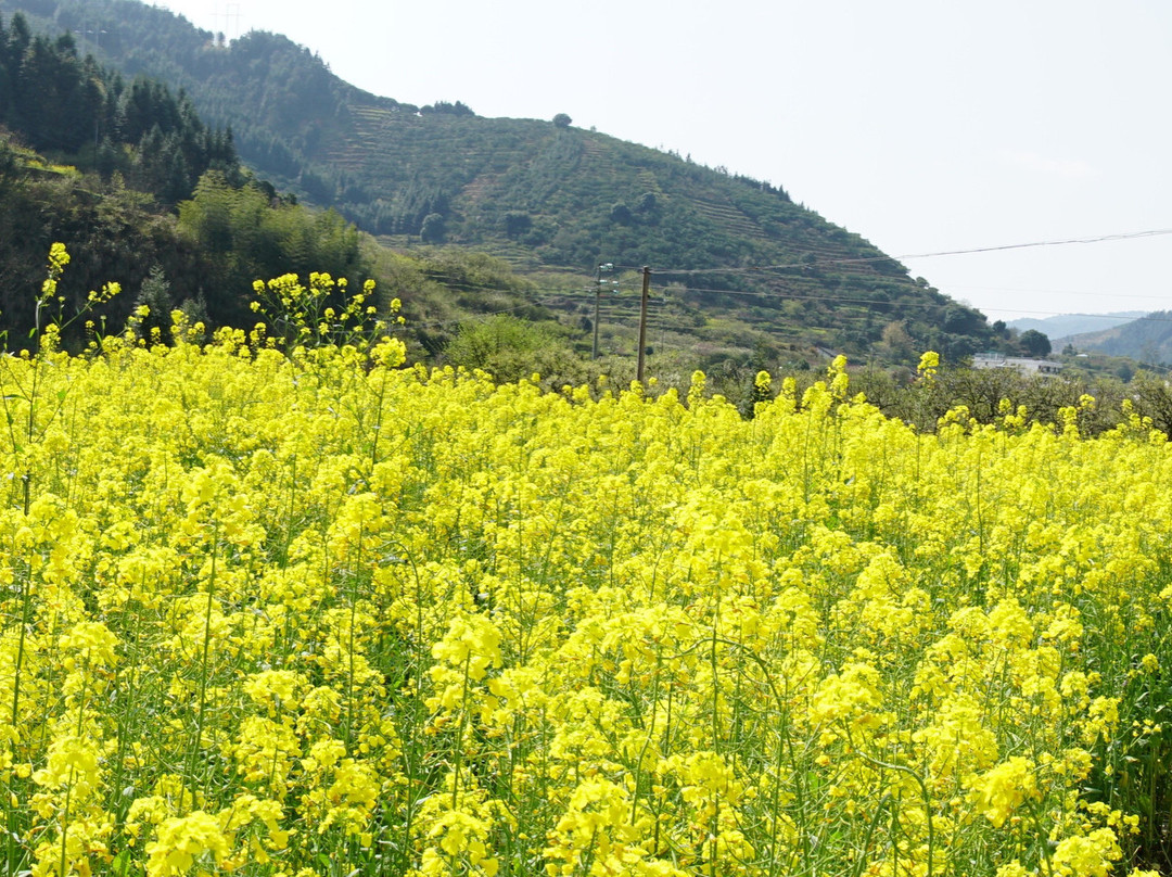 九峰镇花海-乐昌市必去景点