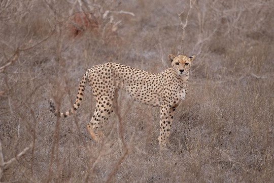 Gundua Tours Kenya-瓦塔木必去景点