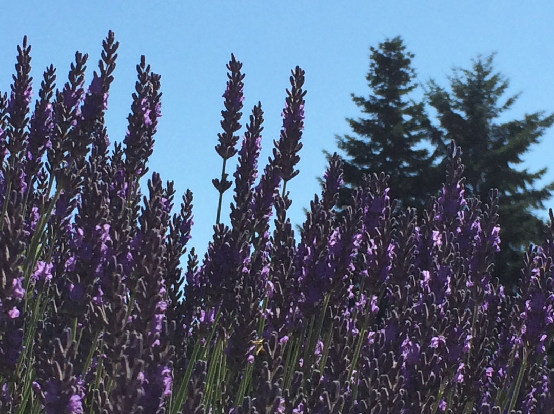 Fleurish Lavender of Lost Mountain景点图片