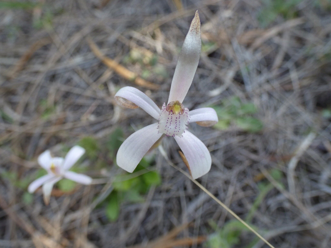 Jam Patch-格雷斯湖必去景点