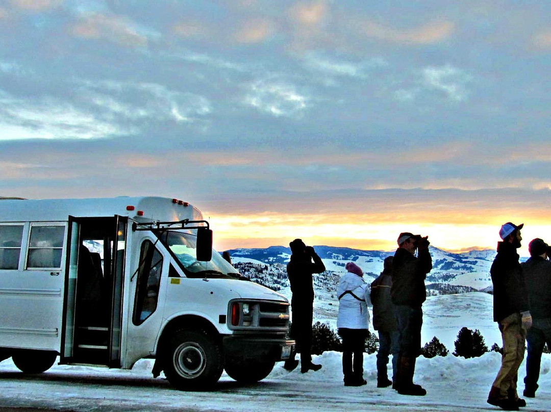 Yellowstone Wolf Tracker-加德纳必去景点