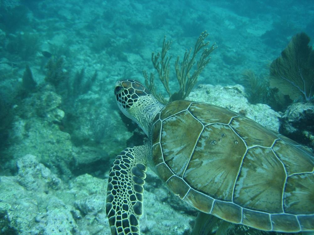 Scuba Dive It景点图片