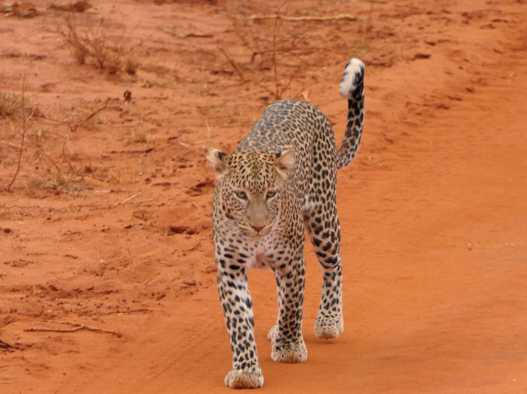 KingTomondo Safaris Kenya景点图片