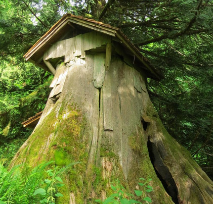 Brinnon旅游景点-Guillemot Cove Nature Preserve