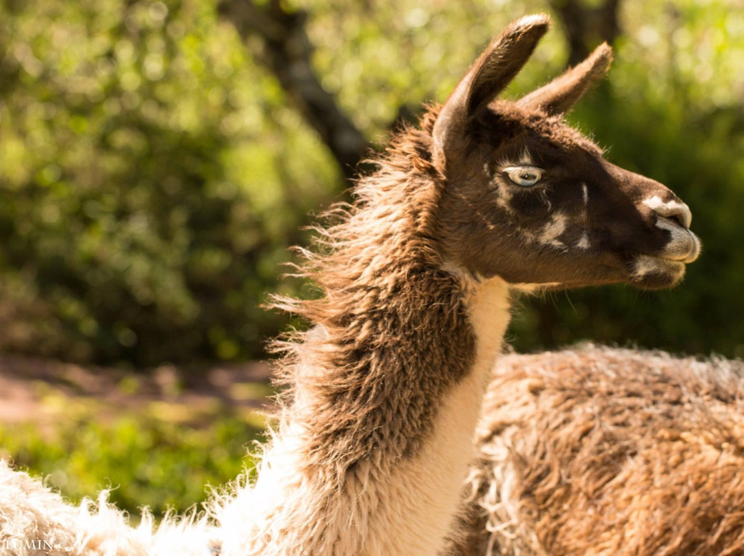 Cochahuasi Animal Sanctuary