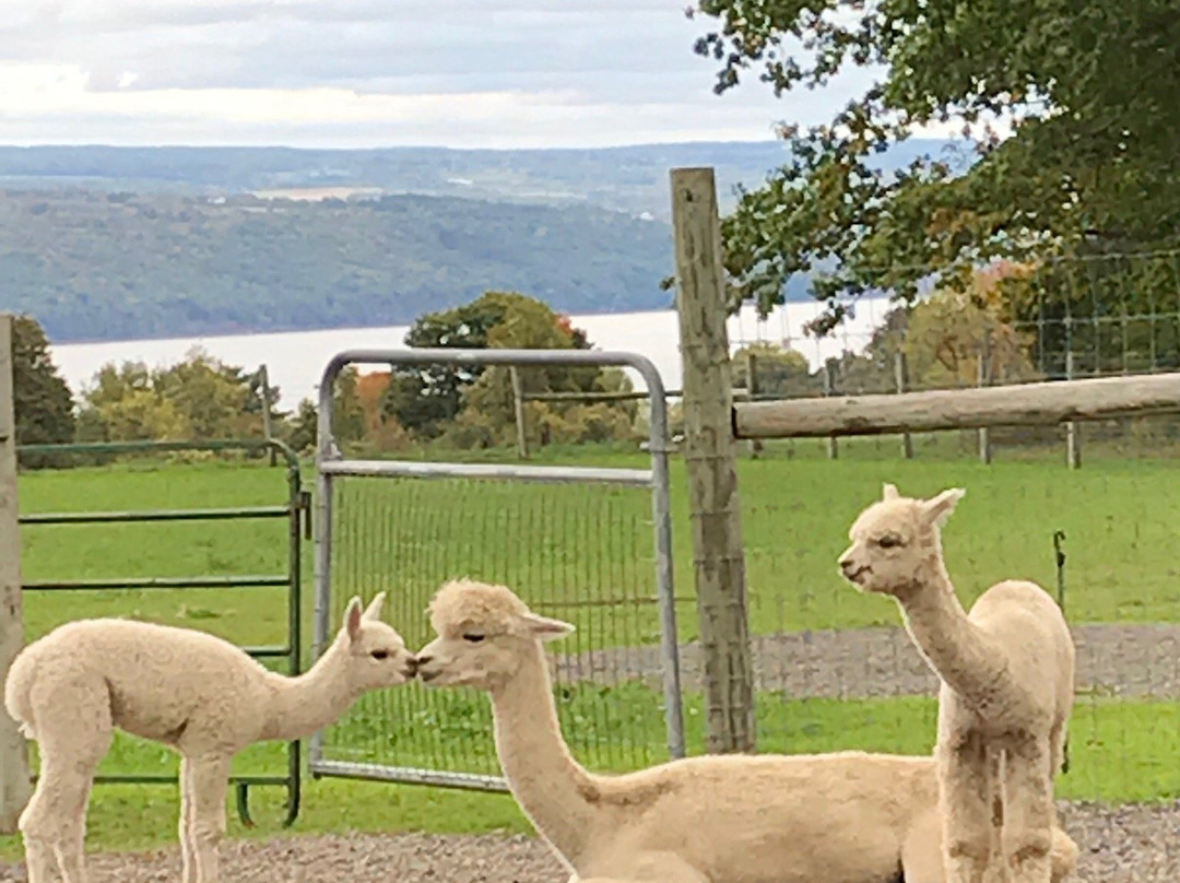 Cabin View Alpacas景点图片