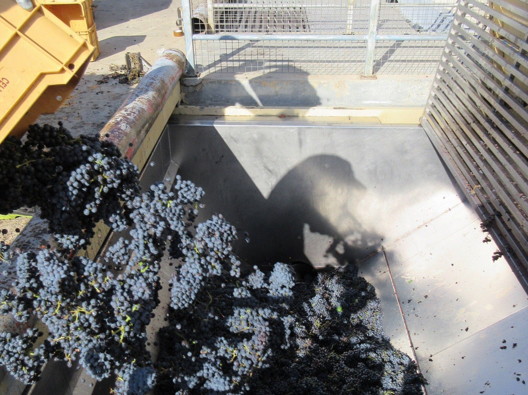 Celler De Capcanes-Capcanes必去景点