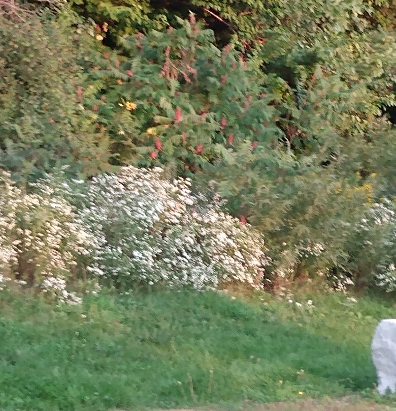 McLennan Park-基奇纳必去景点