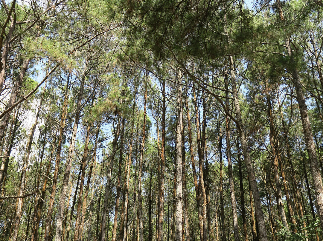 Hutan Pinus Bukit Becici景点图片
