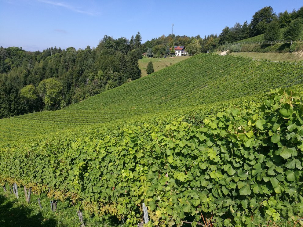 Kollerhof Weinbau Lieleg主图