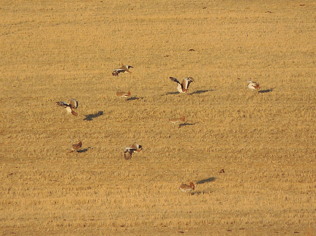 Iberian Nature - Servicio de Guias de Naturaleza景点图片