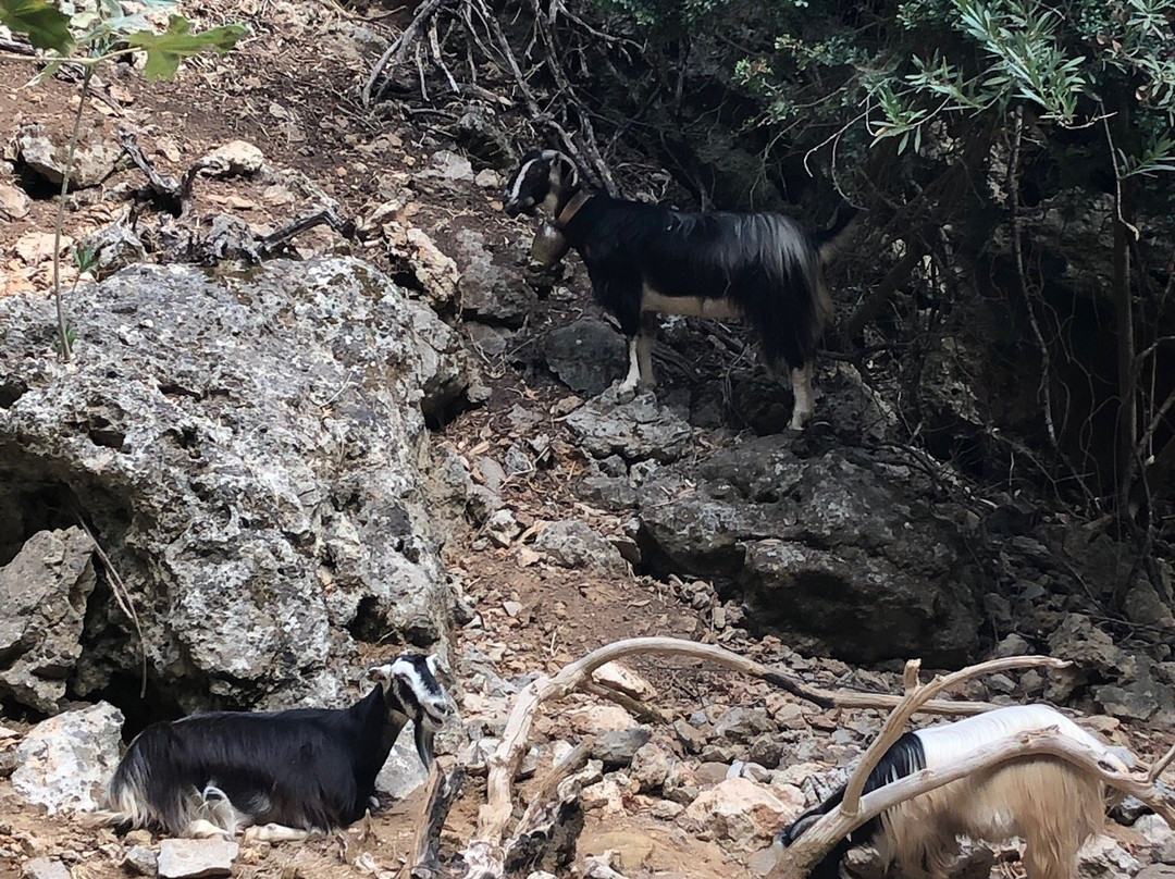 Diktamos Gorge-Katochori必去景点