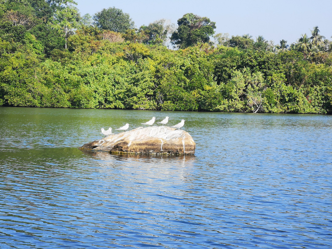 Hikkaduwa Lagoon Safari景点图片