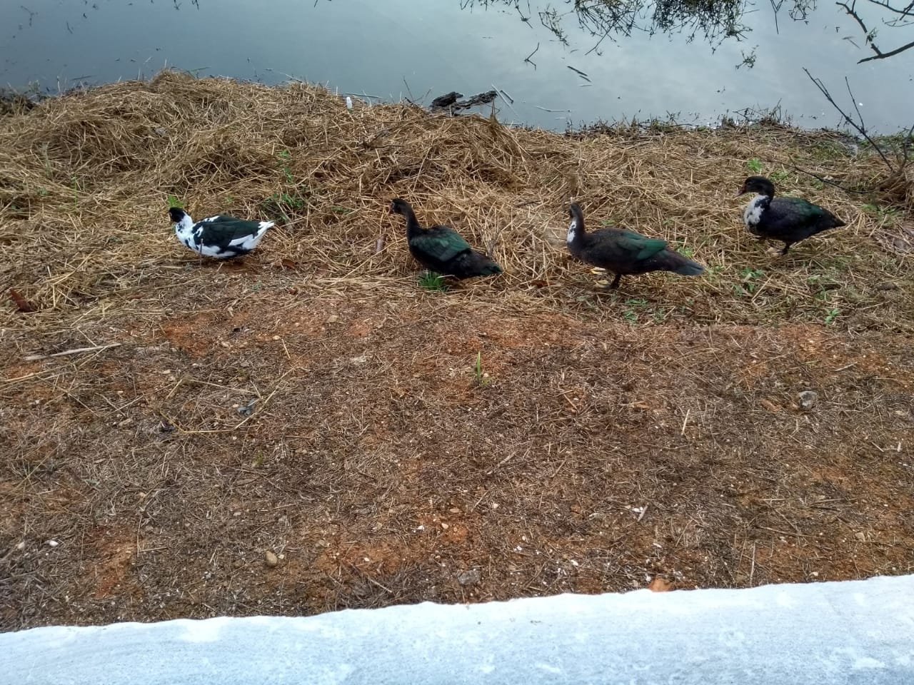 Pousada Ecológica Recanto Das Águas-家庭/游戏区