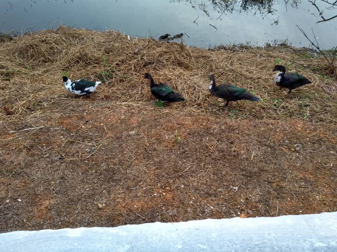 Pousada Ecológica Recanto Das Águas主图