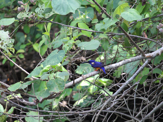 Crocodile Express Daintree River Cruises-Daintree必去景点