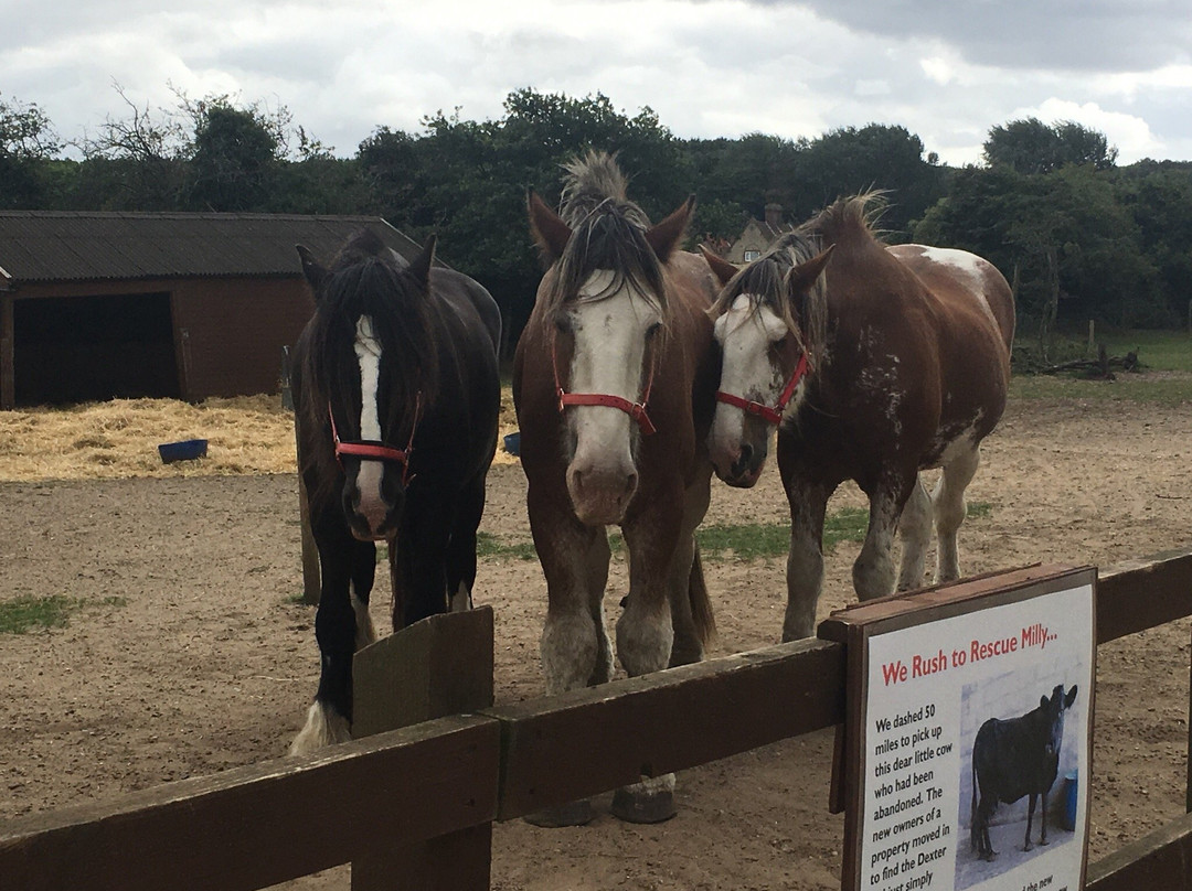 Hillside Shire Horse Sanctuary景点图片