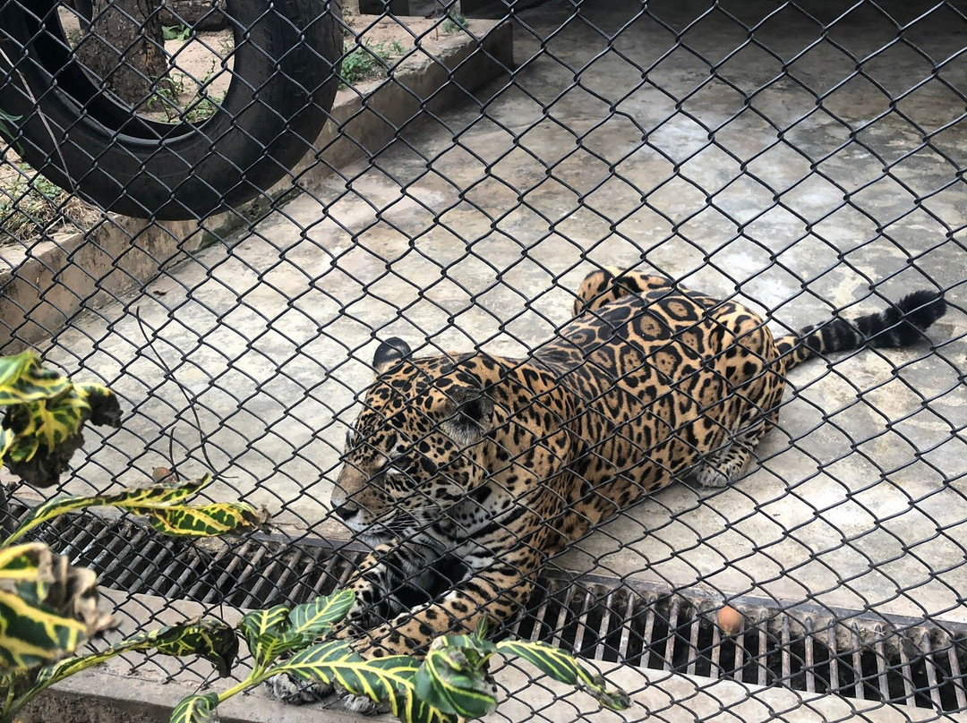 Zoológico Municipal de Fauna Sudamericana Noel Kempff Mercado-圣克鲁斯省必去景点