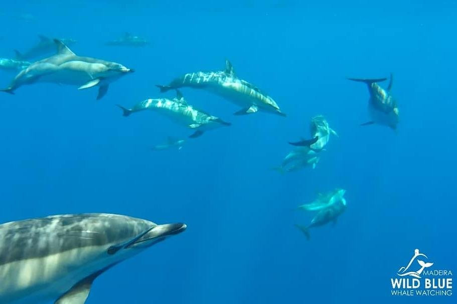 Madeira Wild Blue - Tours & W.W.-卡列塔必去景点