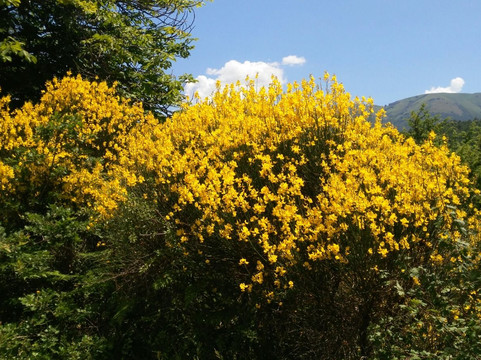 Todiano旅游攻略图片