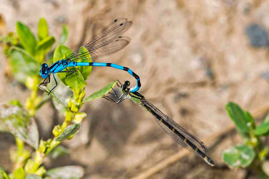 Lac du Bois Grasslands Protected Area-坎卢普斯必去景点