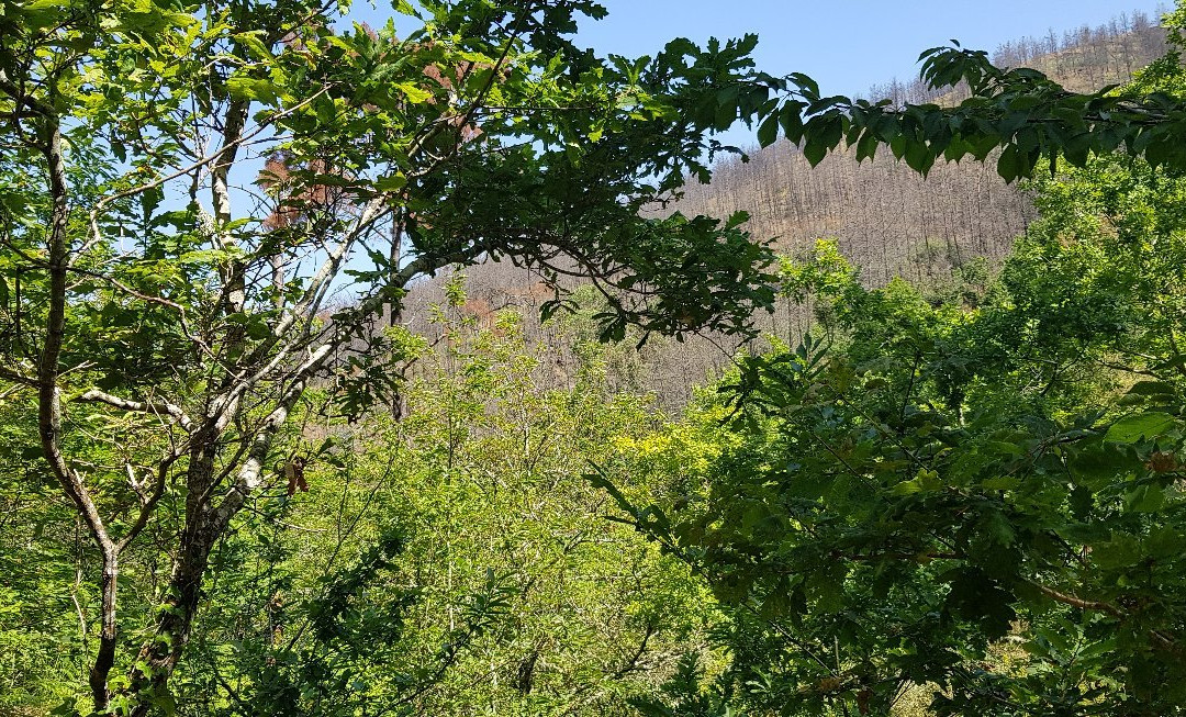 Mata da Margaraça-Arganil必去景点