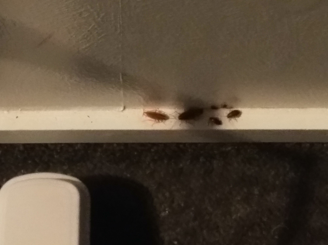 Fairmont Motor Lodge主图