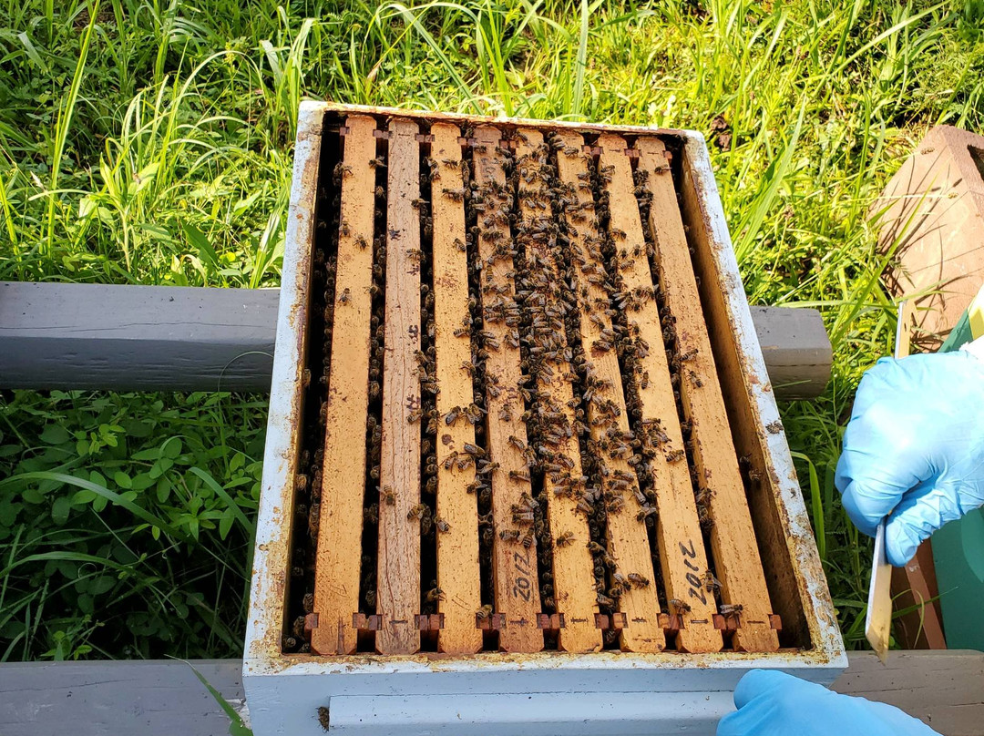 Sweet Betsy Farm-Marion必去景点