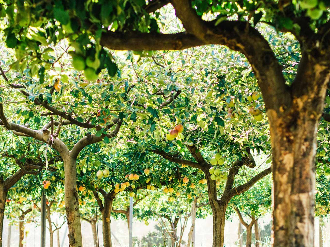 Abide Wellness Retreat-Narbethong必去景点