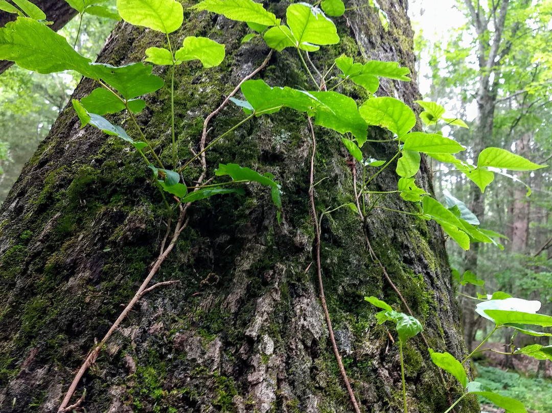 Mashamoquet Brook State Park-Pomfret必去景点