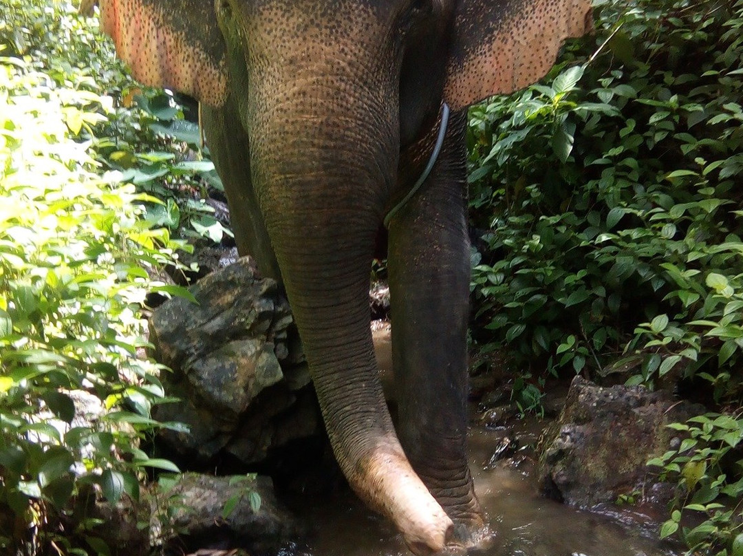 Khao Sok Center Tours景点图片