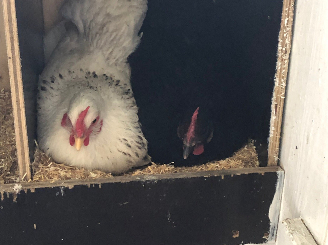 Zanzibar Bed and Breakfast主图