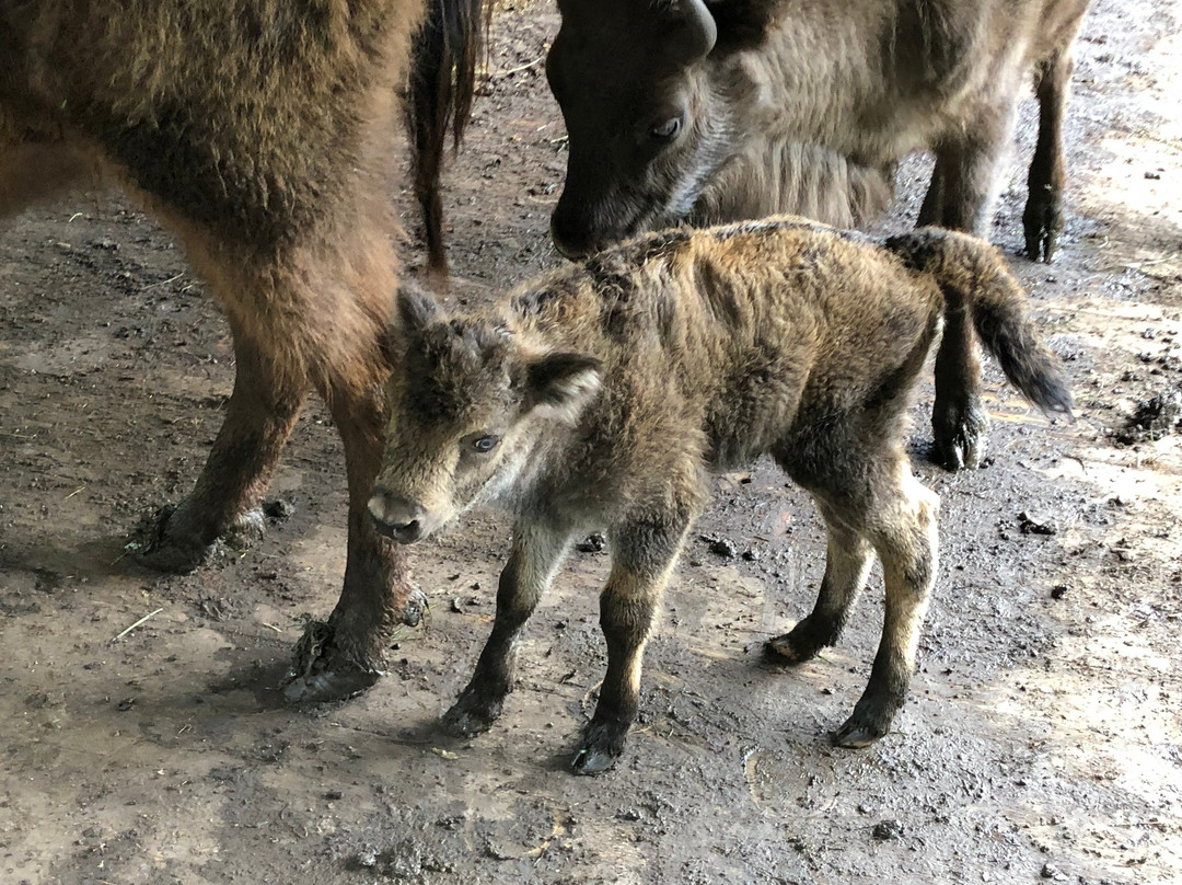 Zimbra Reserve Dragos Voda景点图片