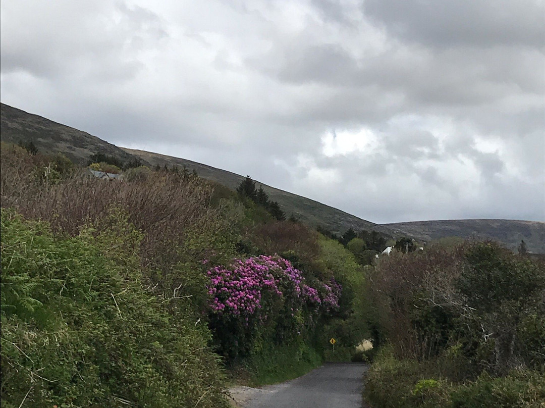 Wild Derrynane Walking Tours-Caherdaniel必去景点