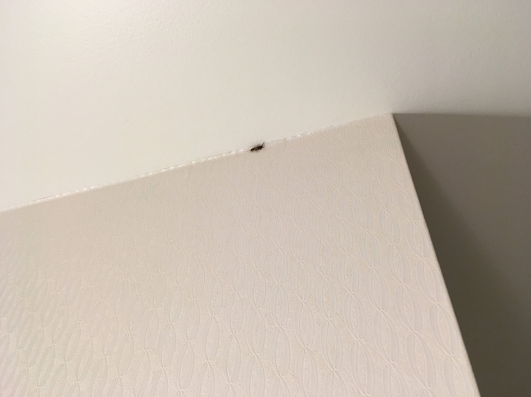 安娜堡智选假日快捷酒店主图