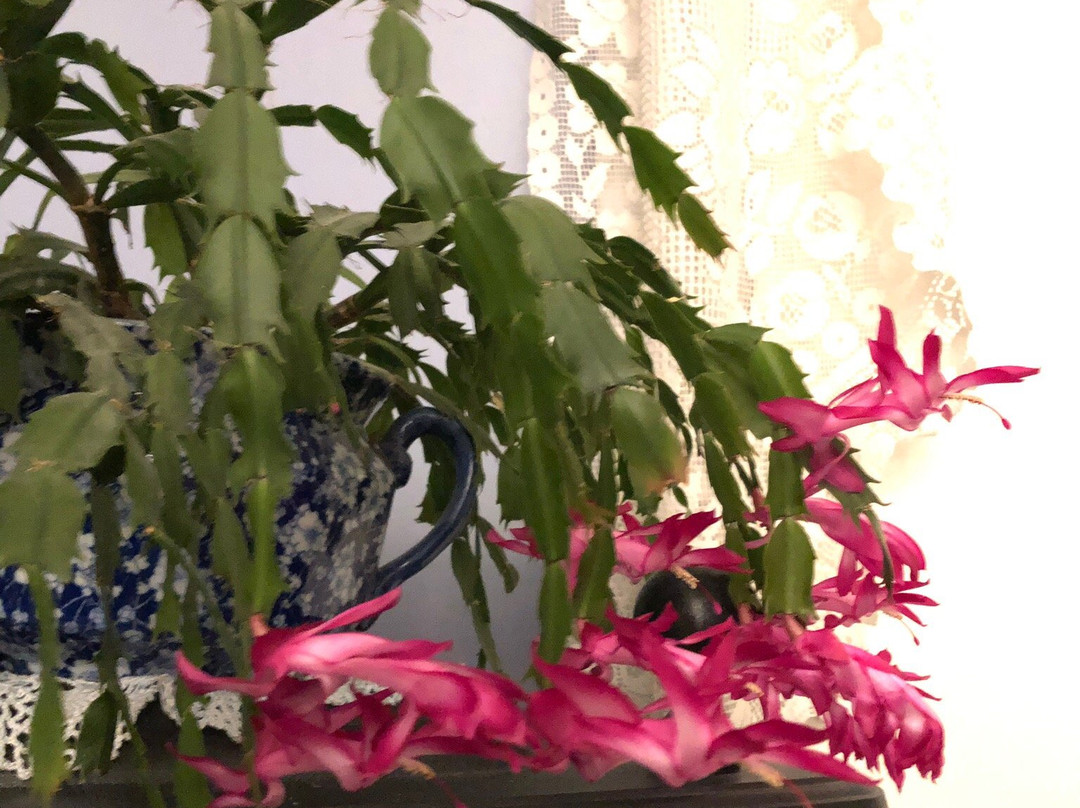 Black Lantern B & B主图