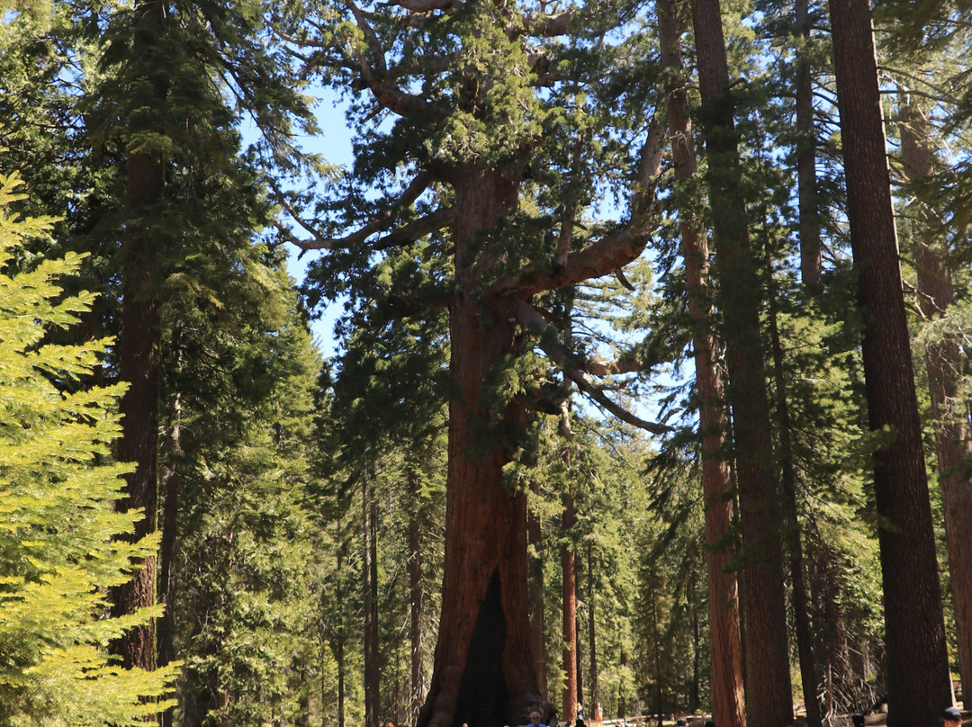 Grizzly Giant Tree景点图片