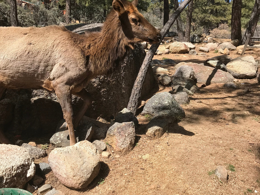 Hualapai Mountain Resort主图