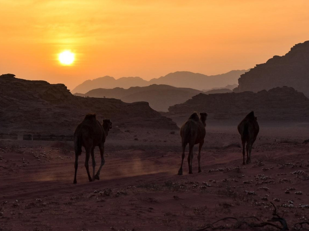 Wadi Rum Camp and Tours-Wadi Rum Village必去景点