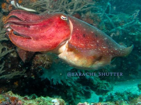Tinoto Reef-Maasim必去景点