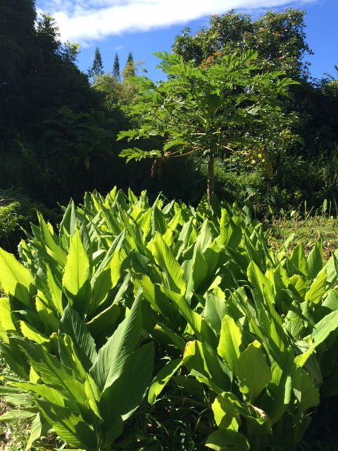 Hale Akua Garden Farm-海库必去景点