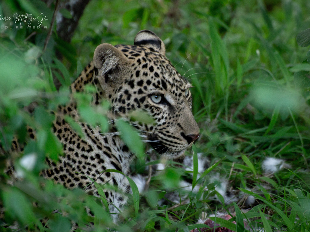 WildEx Safari Fixers-Embakasi必去景点