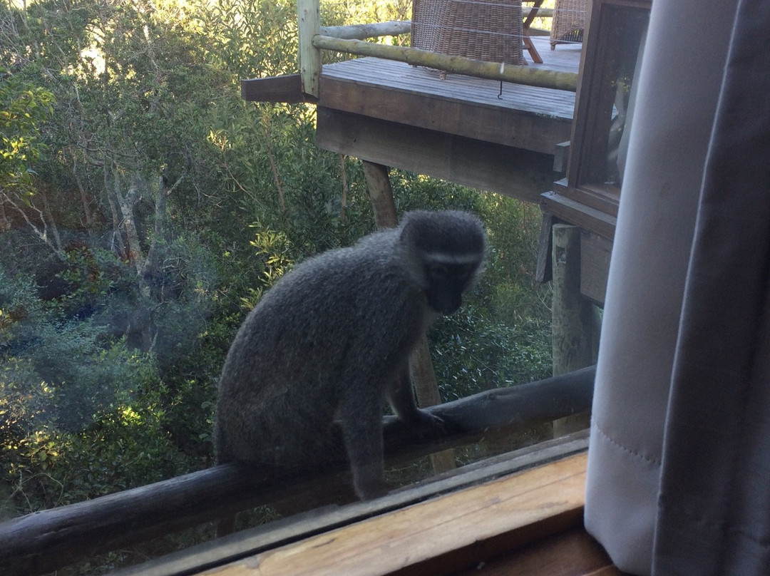 阿尔树杆洛奇主图