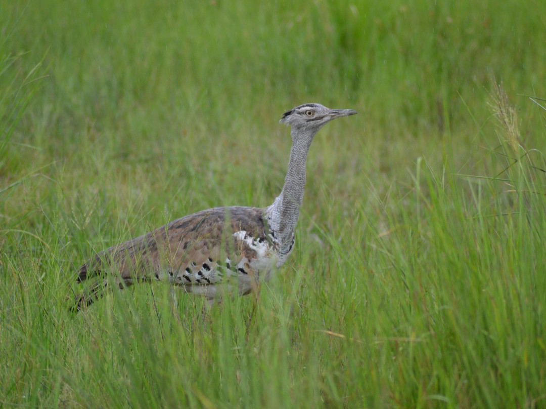 Muizenberg Tours and Travel-开普敦中心区必去景点
