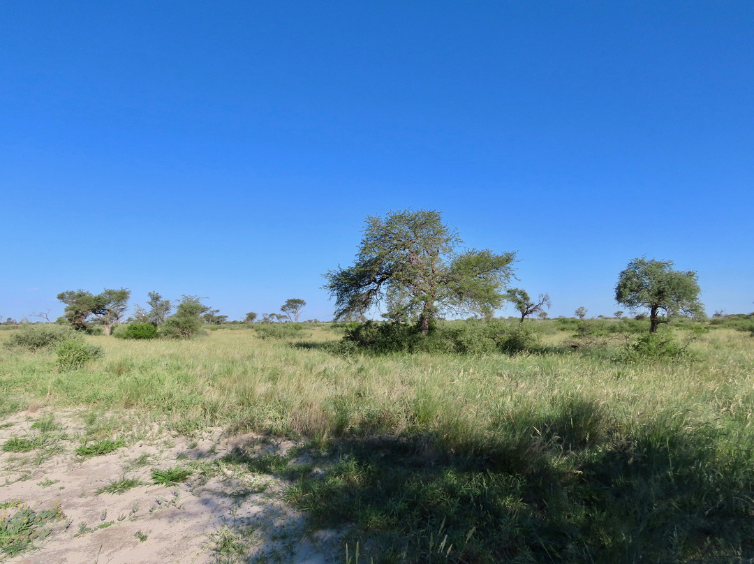 Khutse Game Reserve景点图片