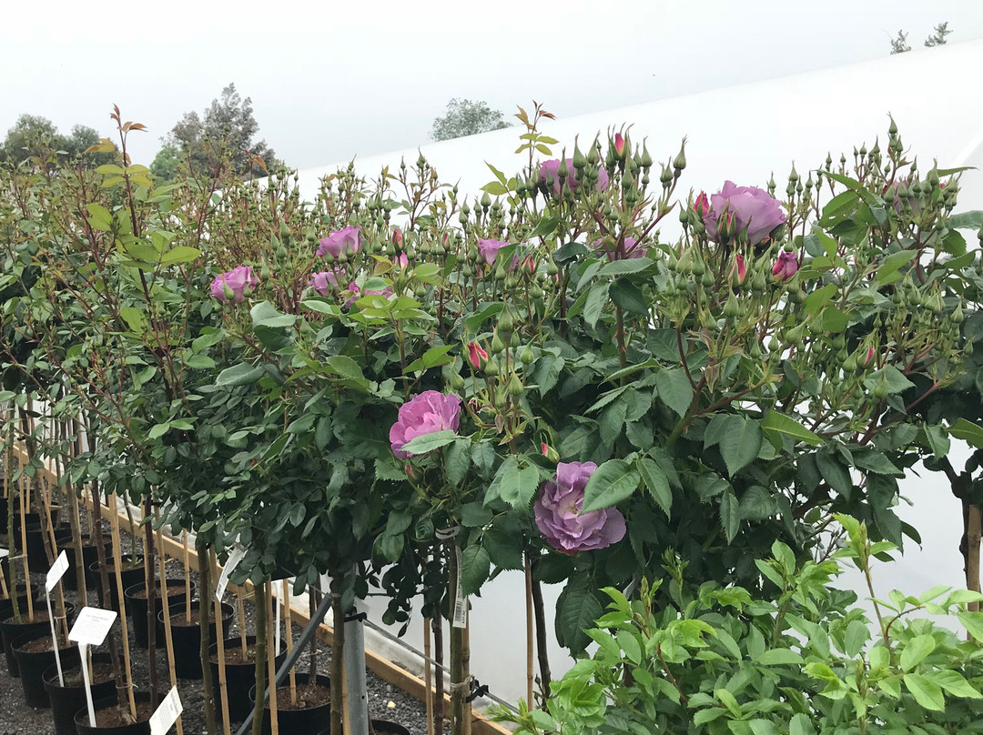 Langthorns Plantery景点图片