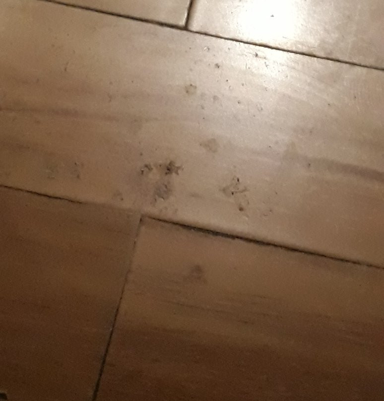 The Lalit Traveller Hotel主图