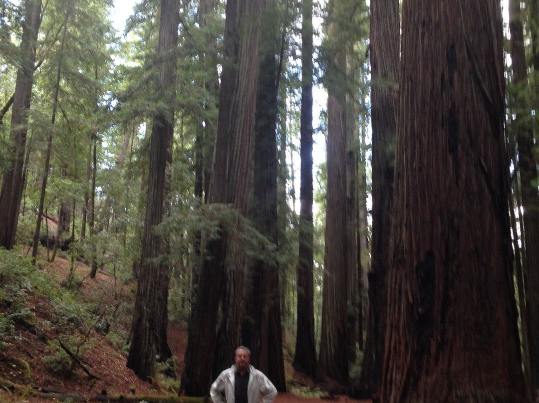 Navarro River Redwoods State Park景点图片