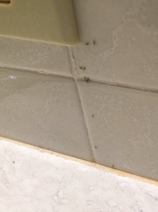 Paradise Cove Resort主图