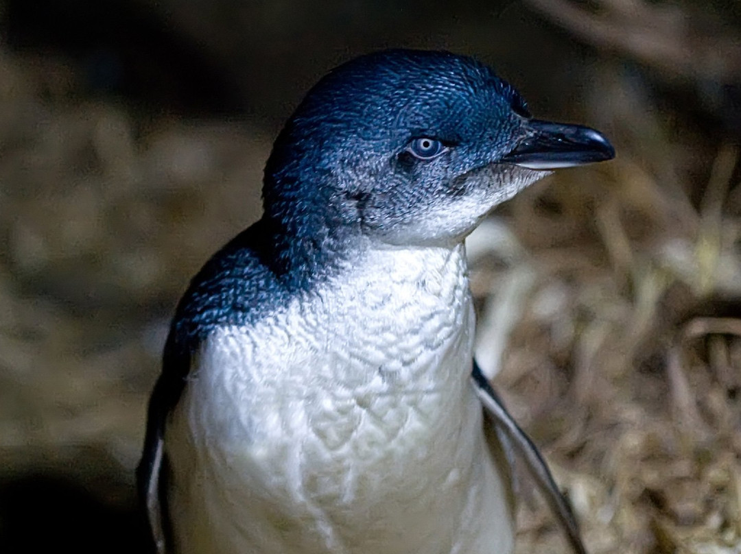 Bonnet Island Experience-斯特拉恩必去景点